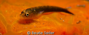 Small Blennie by Beate Seiler 
